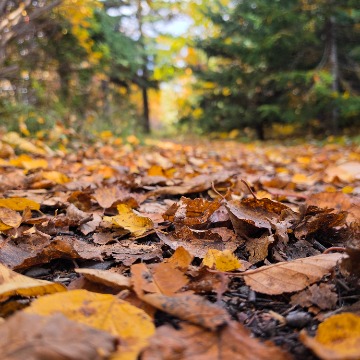 Liste d'activités-projets octobre secondaire 